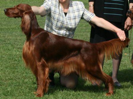 Aust Grand Ch Pendoric Perfect Angel “Libby”